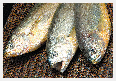 [Seafood] Yellow Corvina(Fish) Made in Korea